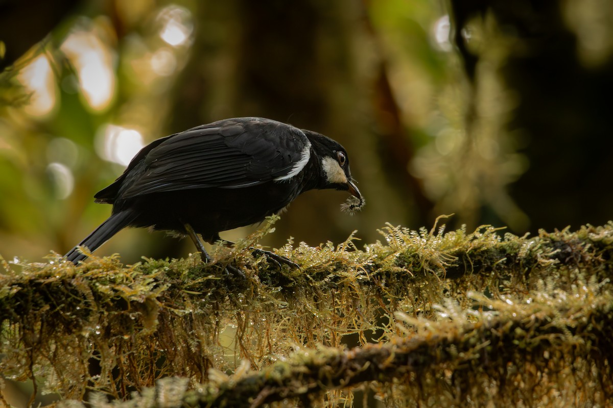 Black Solitaire - ML646514674