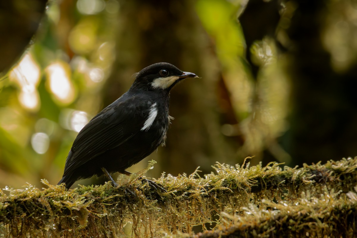 Black Solitaire - ML646514675