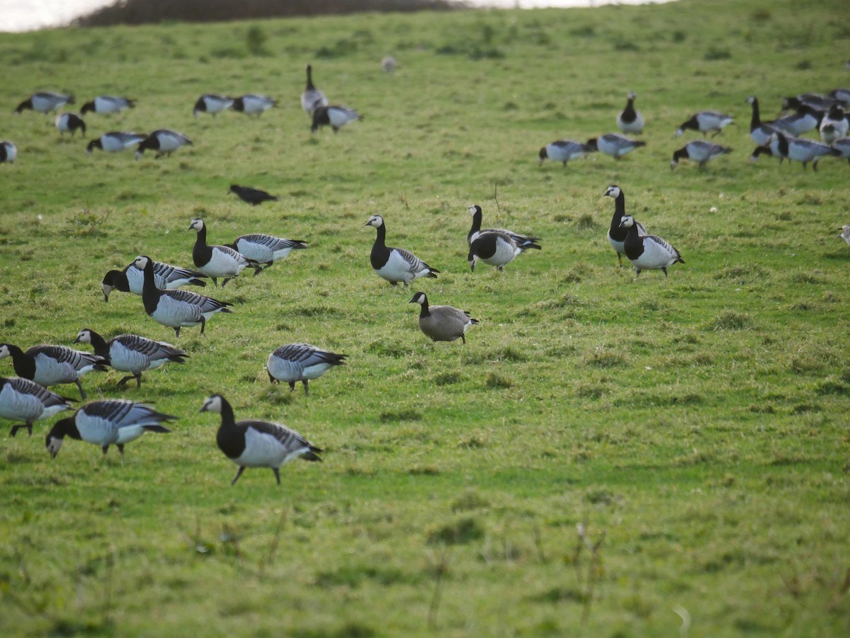 Cackling Goose - ML646514676