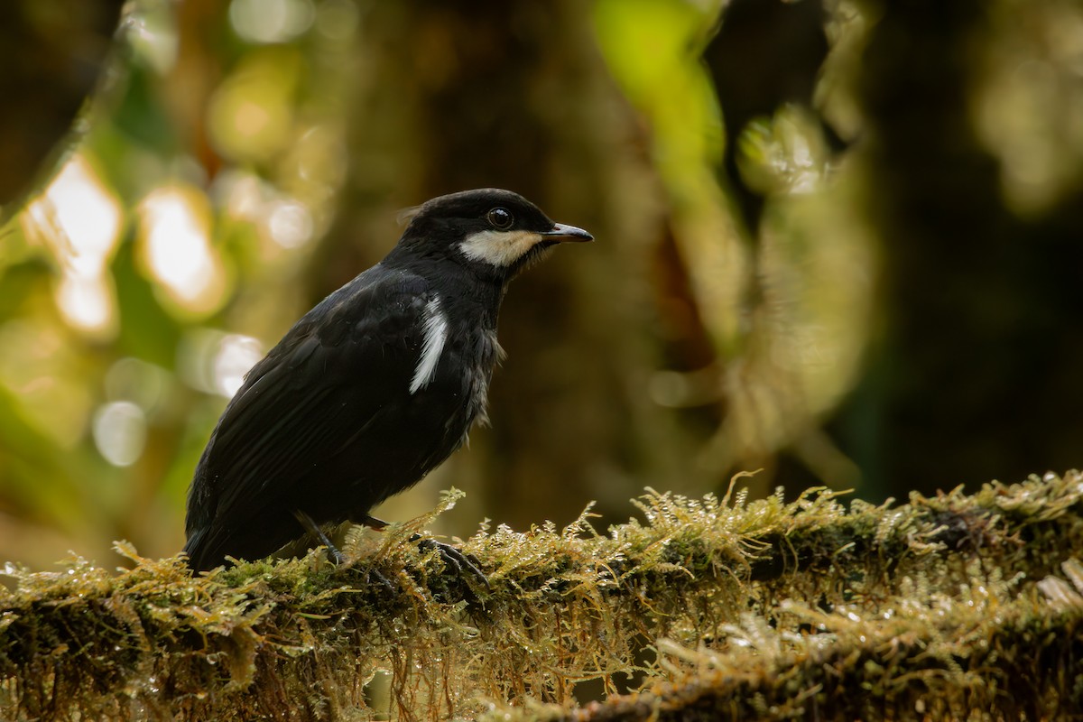 Black Solitaire - ML646514677