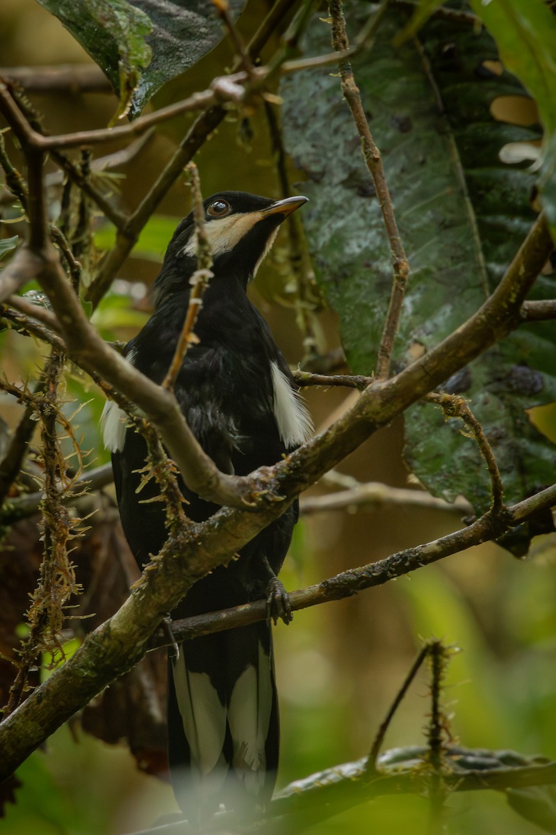 Black Solitaire - ML646514678