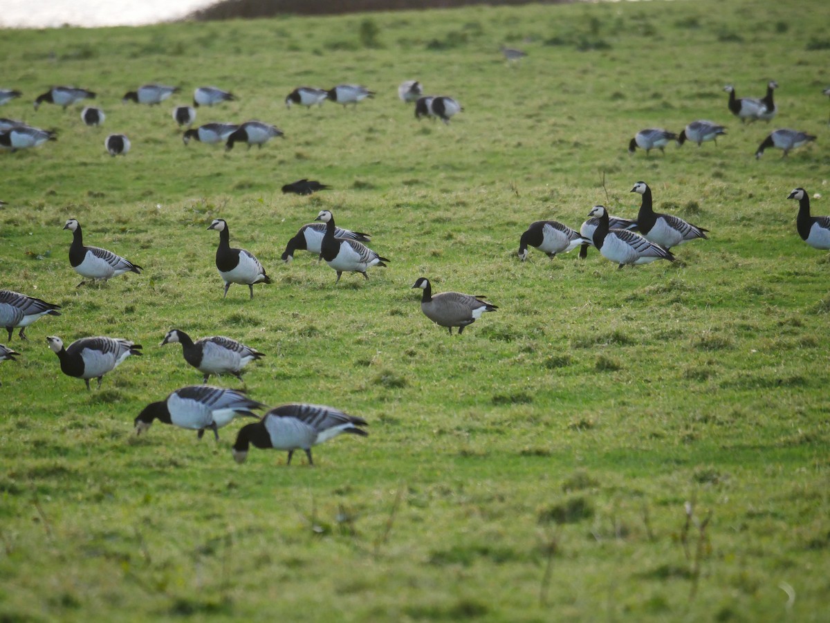 Cackling Goose - ML646514679