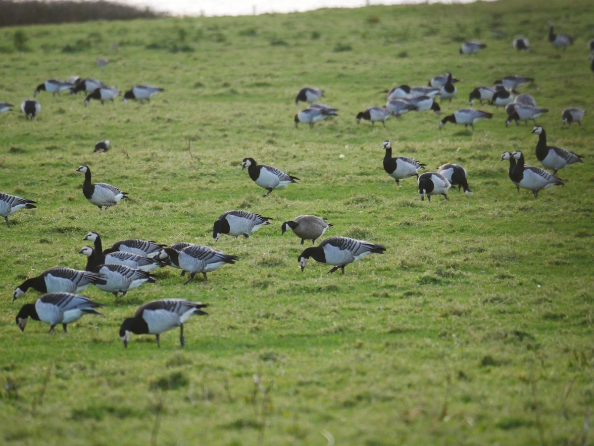 Cackling Goose - ML646514680