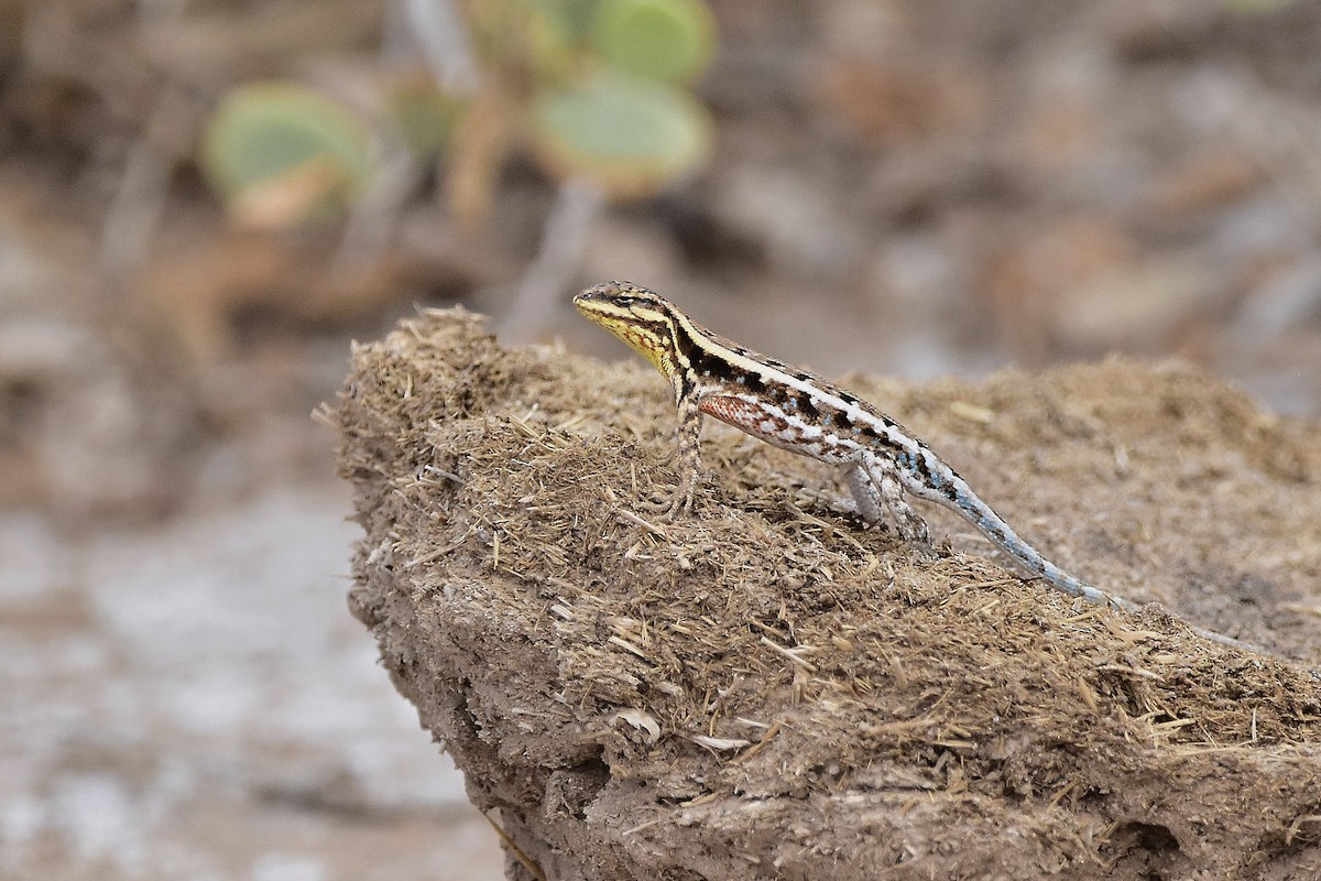 Chaco Smooth-throated Lizard - ML646514681