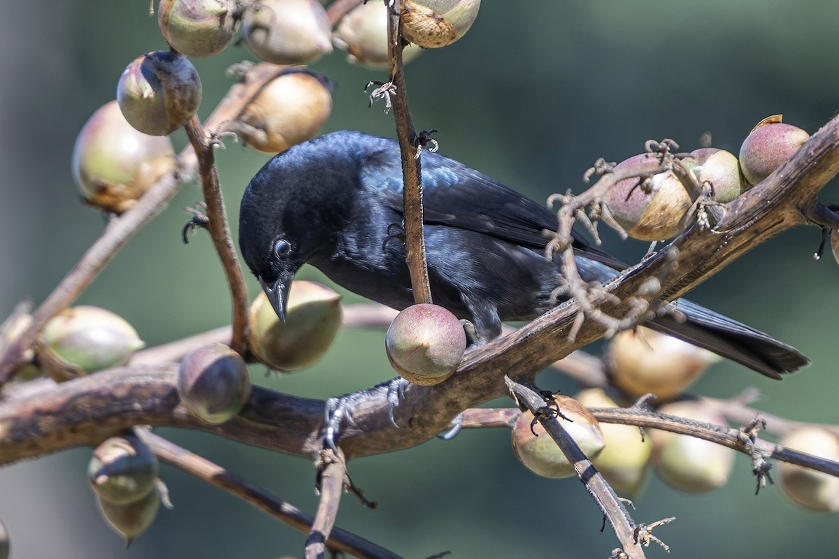 Shiny Cowbird - ML646514682
