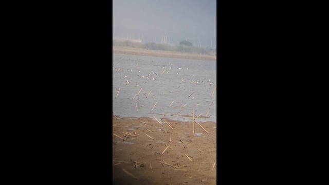 Spotted Redshank - ML646514683