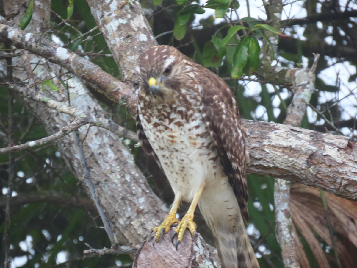 Red-shouldered Hawk - ML646514684