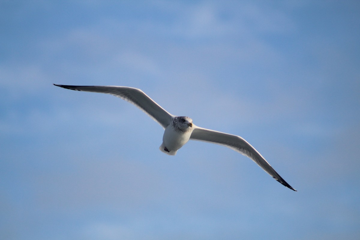 American Herring Gull - ML646514685