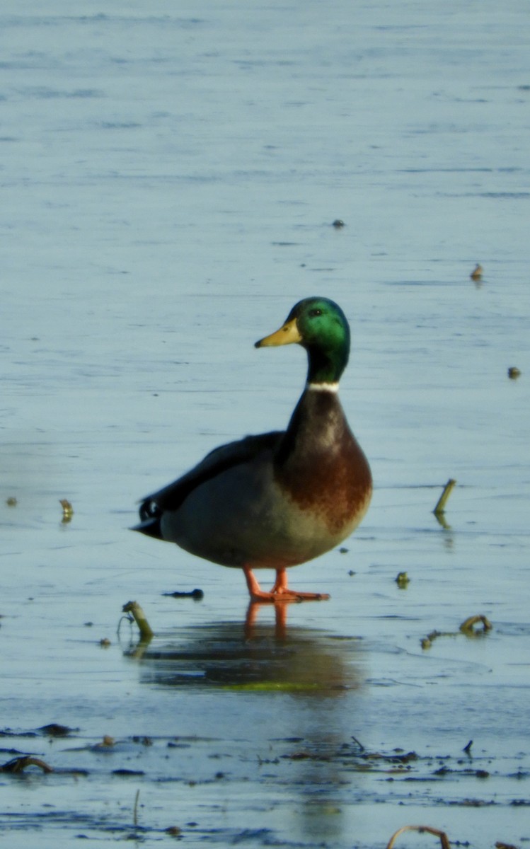 Mallard - ML646514686