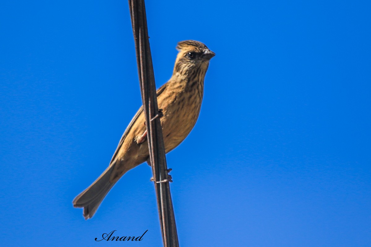 Pink-browed Rosefinch - ML646514688