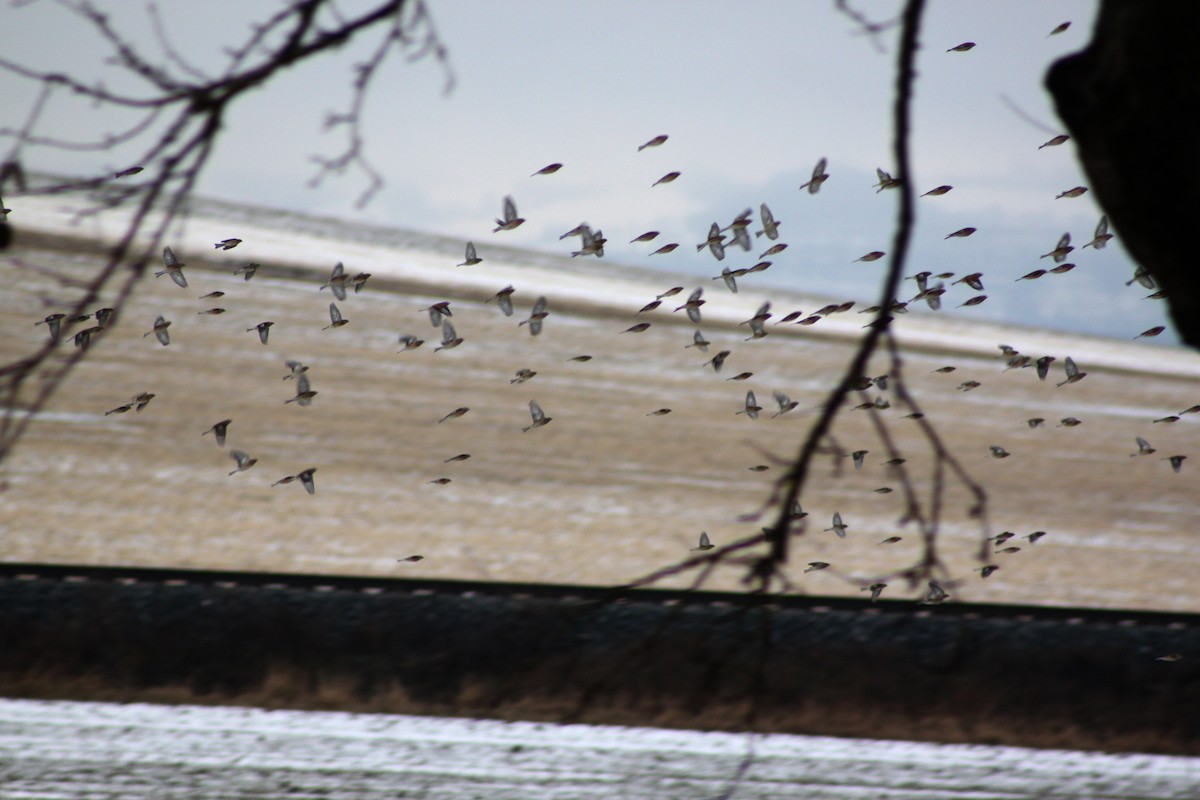 Eurasian Linnet - ML646514689