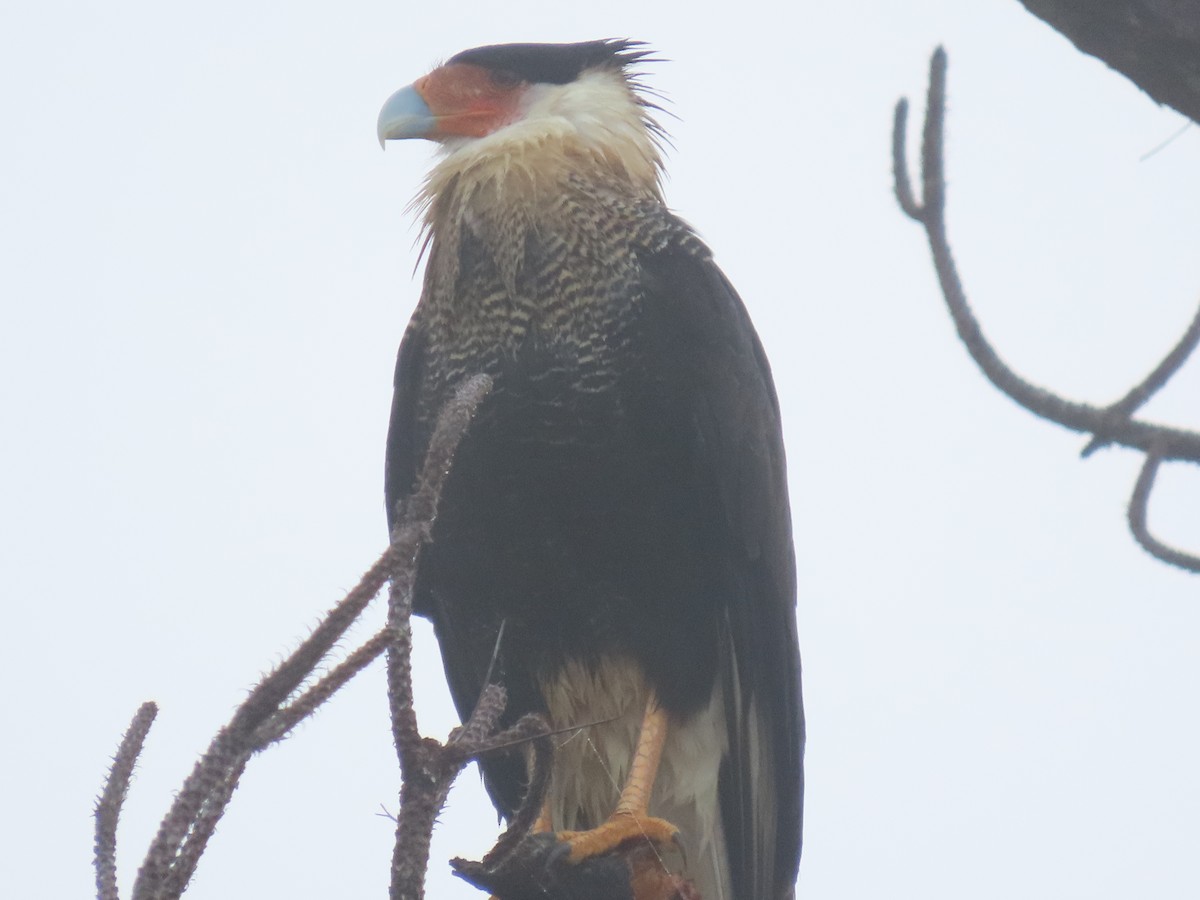 Crested Caracara - ML646514692