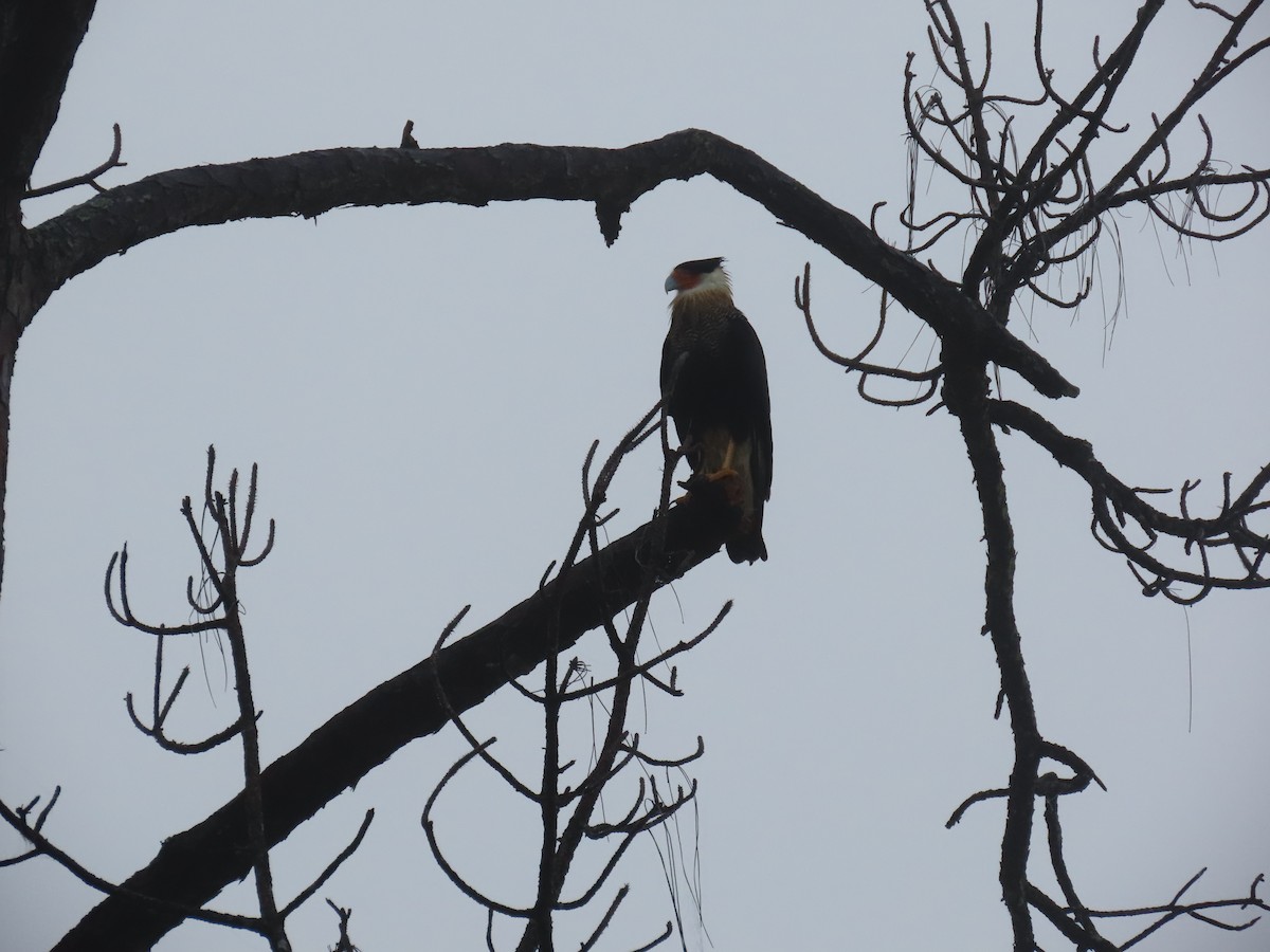 Crested Caracara - ML646514694