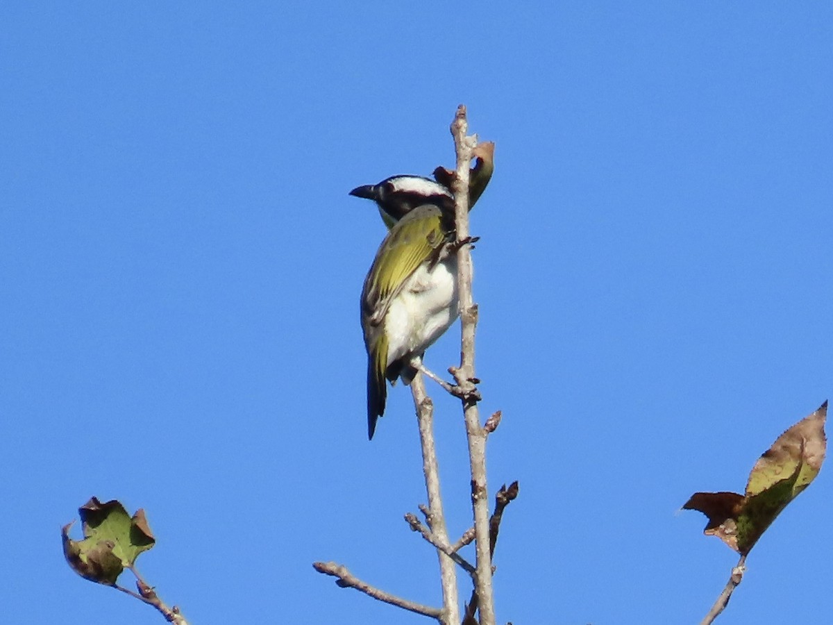 Bulbul Chino - ML646514697