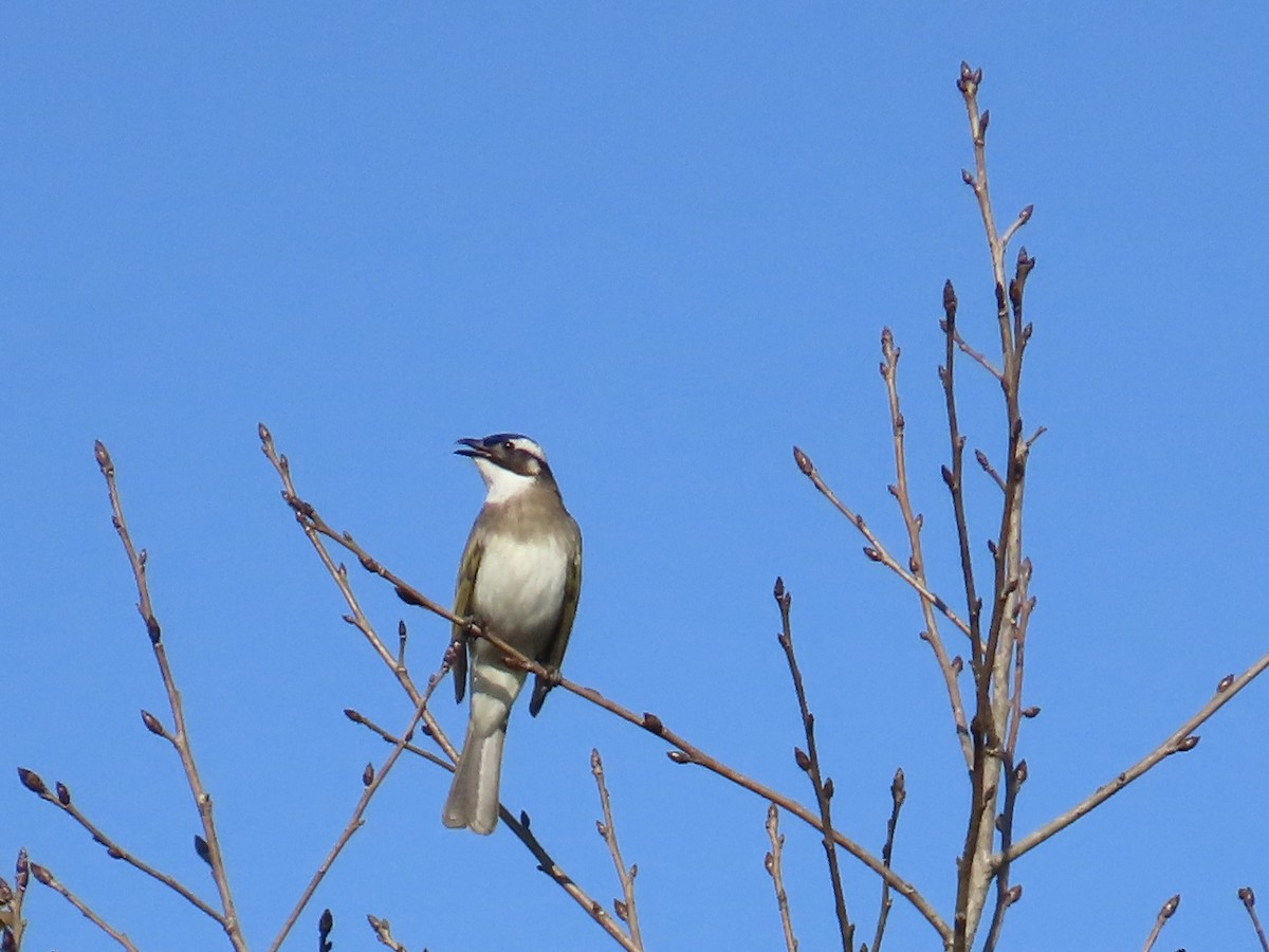 Bulbul Chino - ML646514698