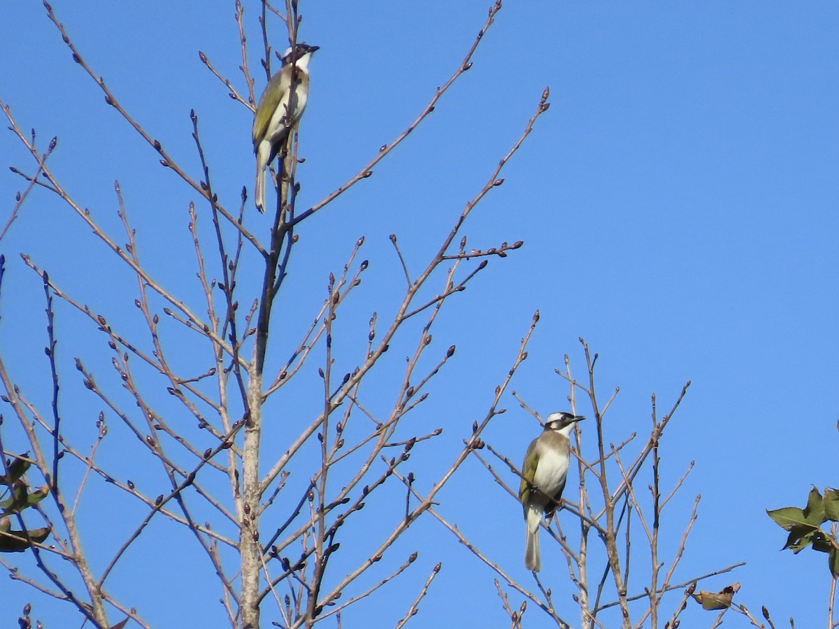 Bulbul Chino - ML646514699