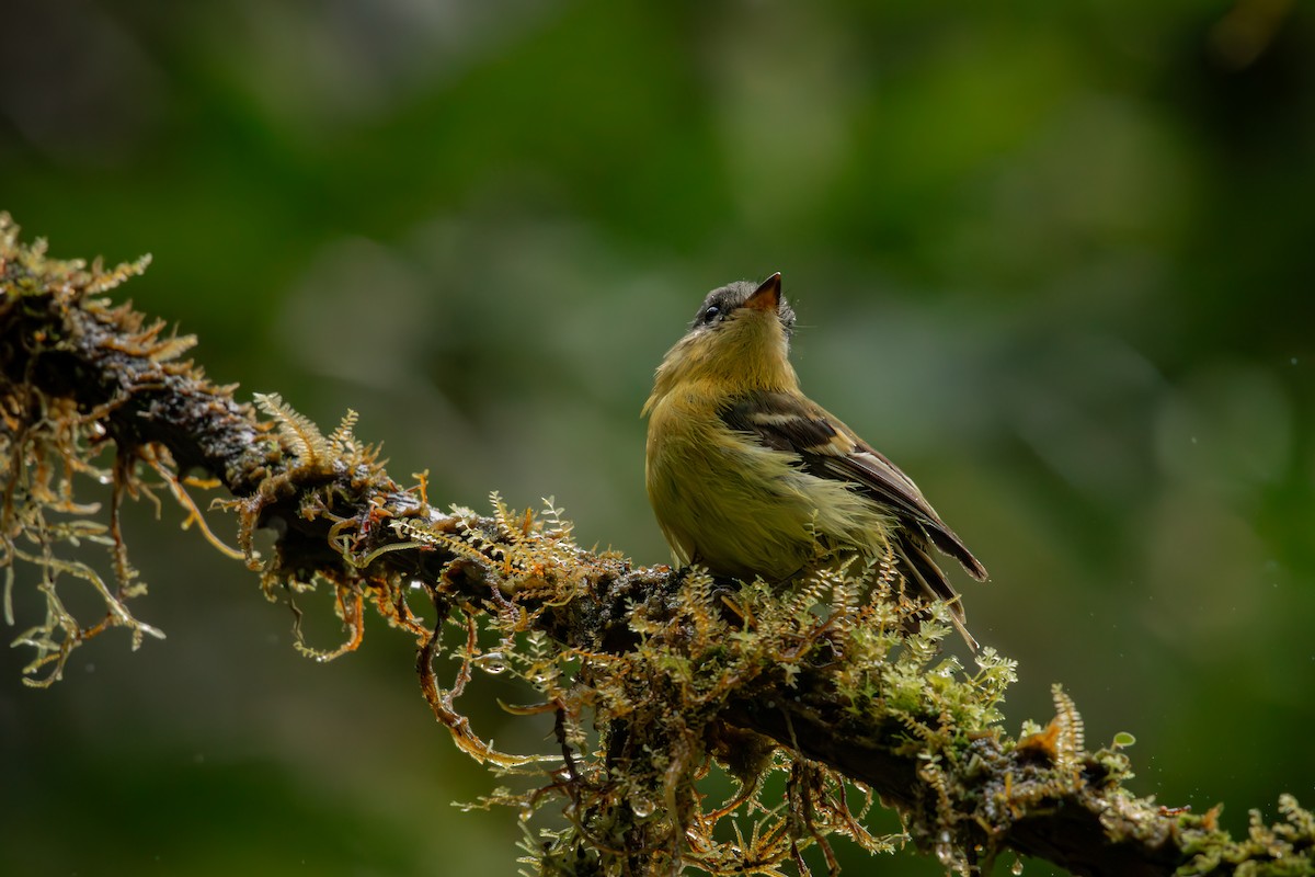 Курета золотовола - ML646514700