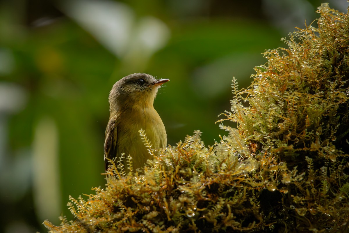 Курета золотовола - ML646514702