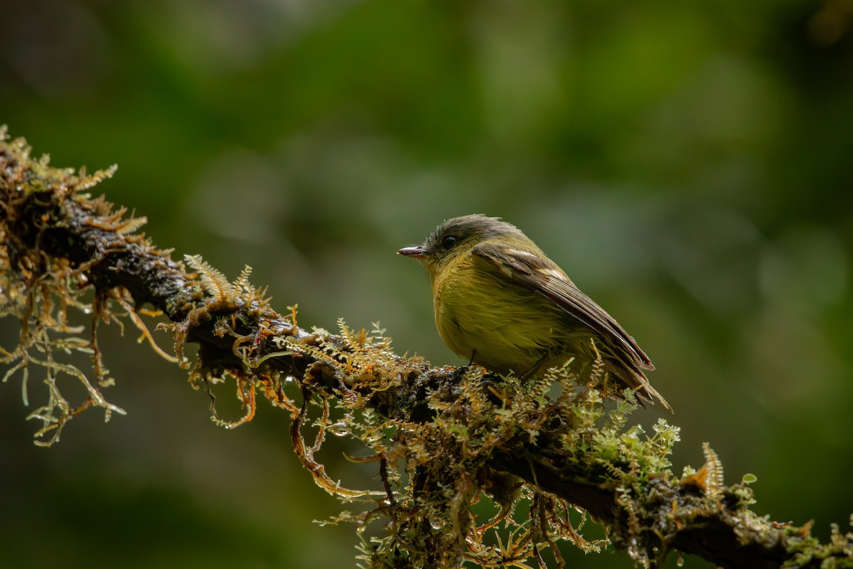 Курета золотовола - ML646514703