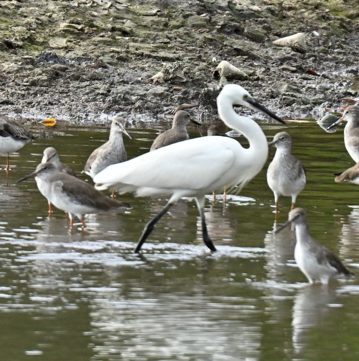 Seidenreiher - ML646514705