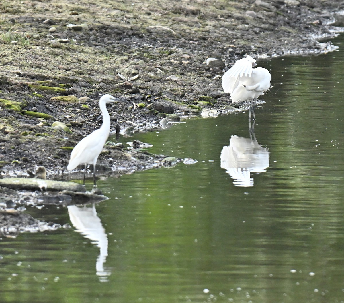 Seidenreiher - ML646514706