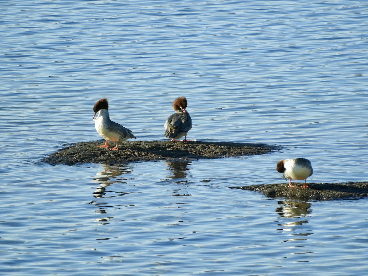 Common Merganser - ML646514708