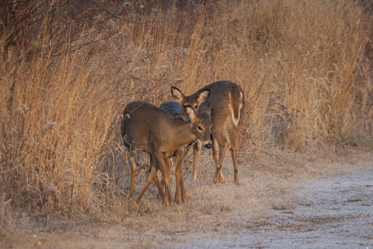 White-tailed Deer - ML646514709