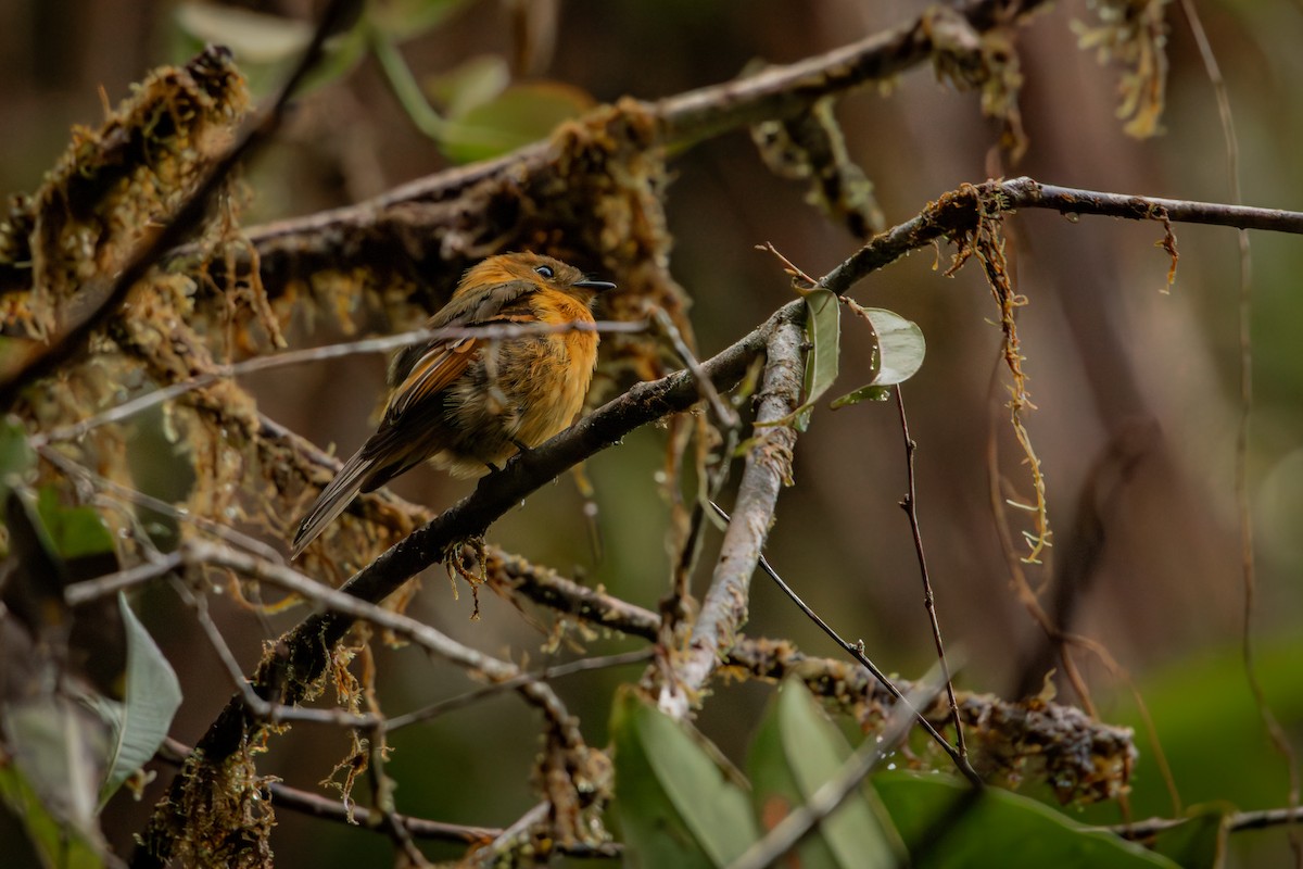 Біро коричневий - ML646514710