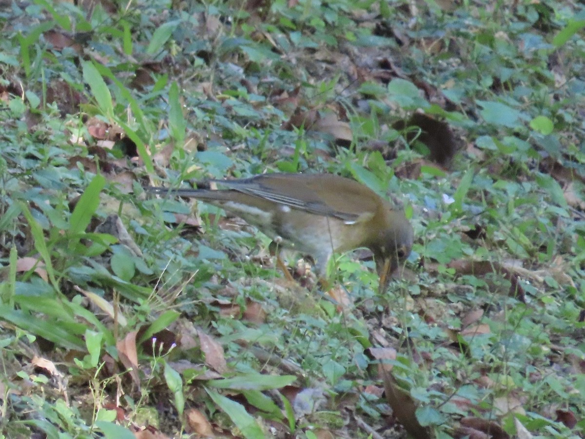 Zorzal Pálido - ML646514711