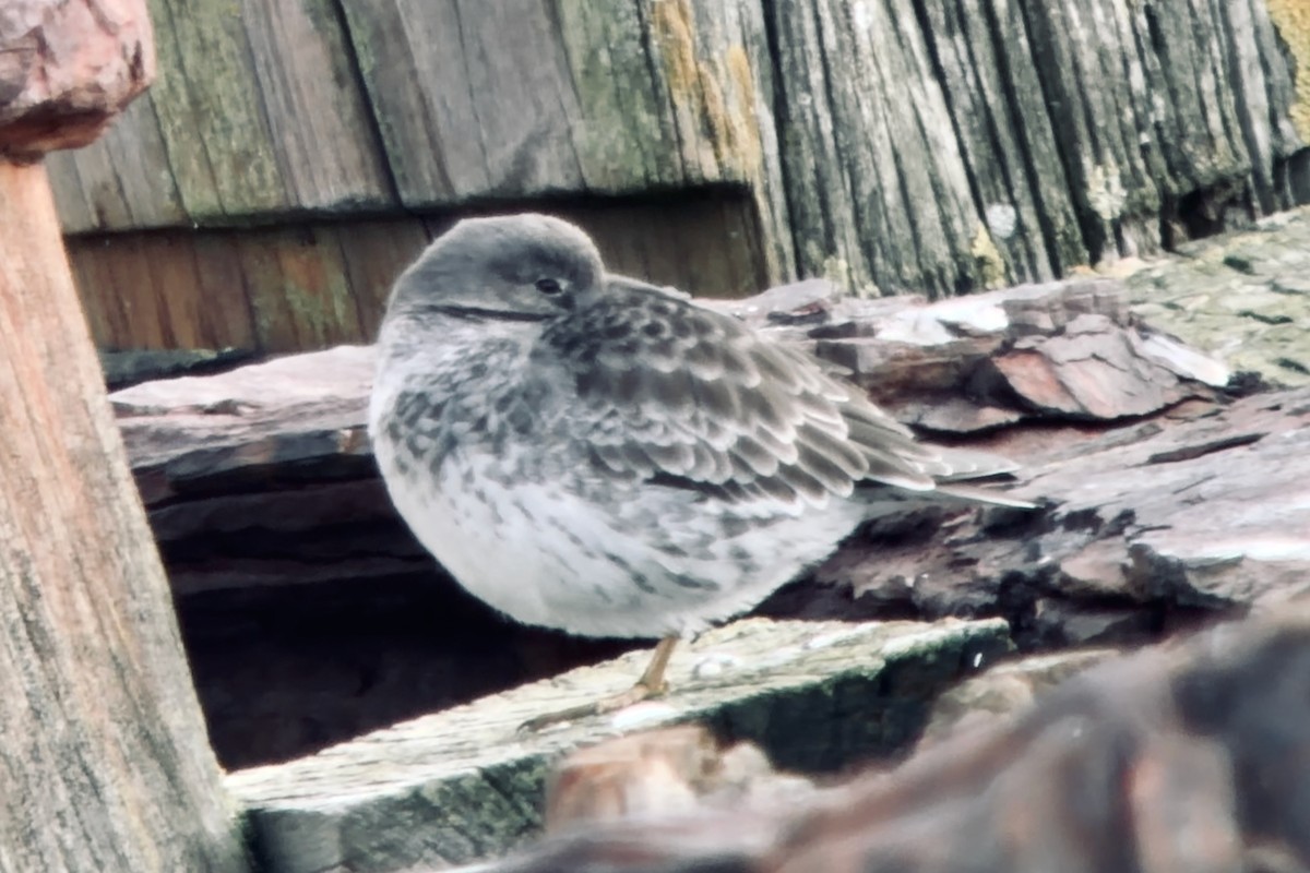 Purple Sandpiper - ML646514712