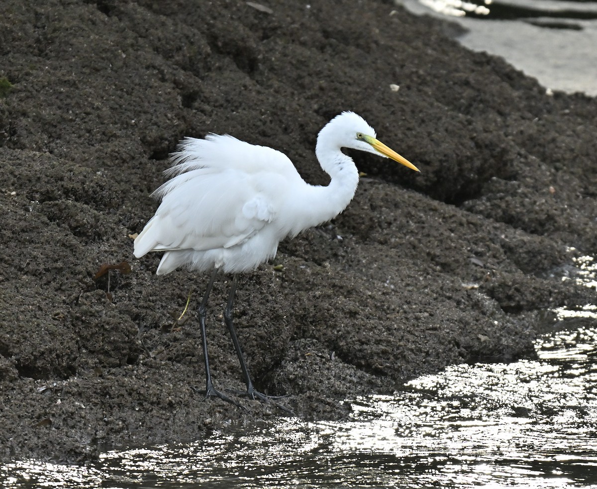 Silberreiher - ML646514713