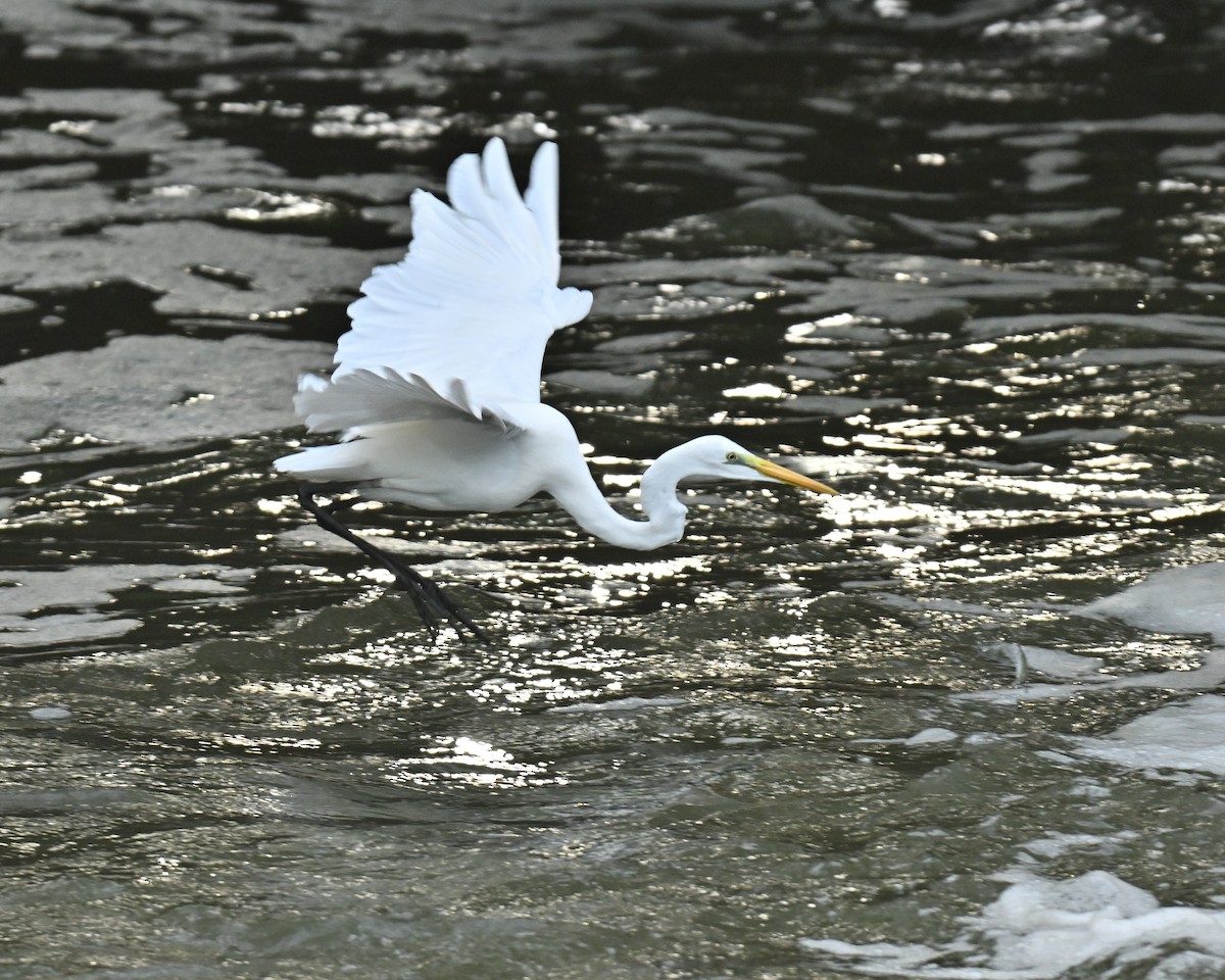 Silberreiher - ML646514714