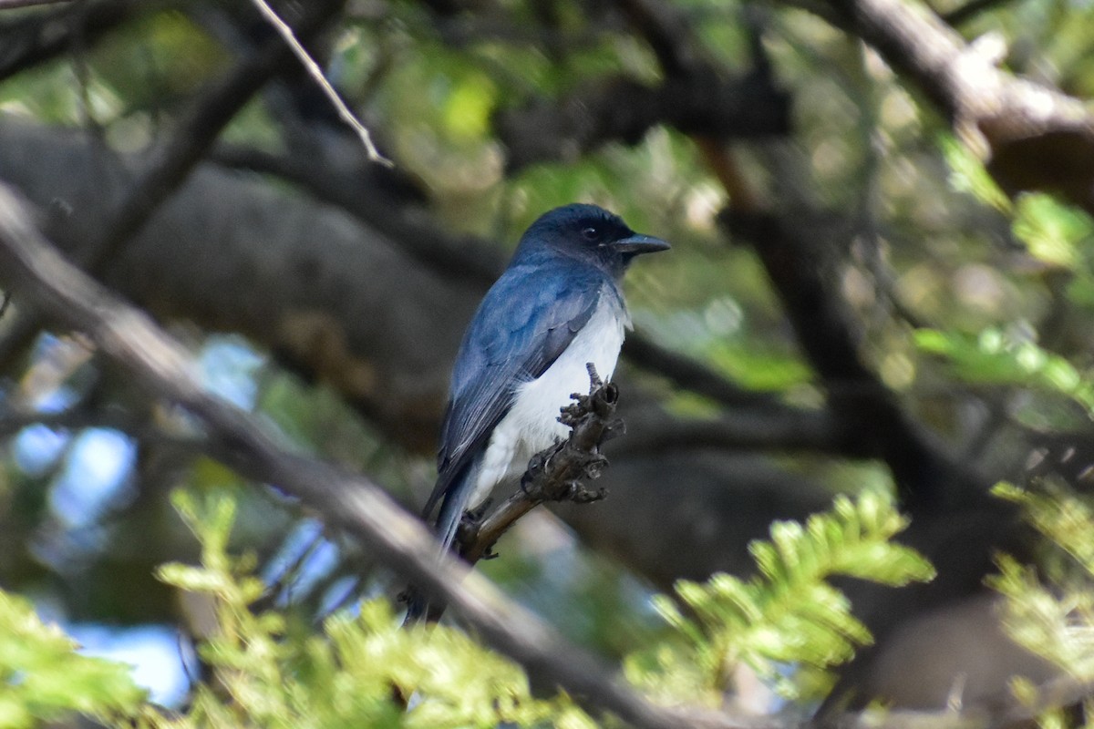 drongo šedobřichý - ML646514715