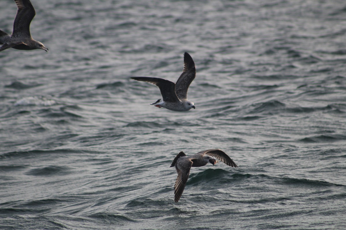 Американская чайка - ML646514717