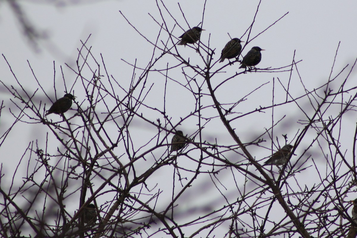 European Starling - ML646514719