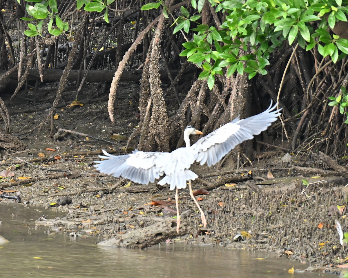 Graureiher - ML646514720