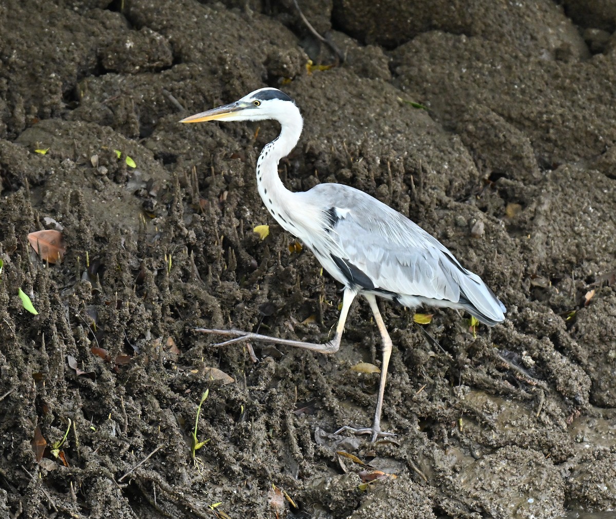 Graureiher - ML646514721