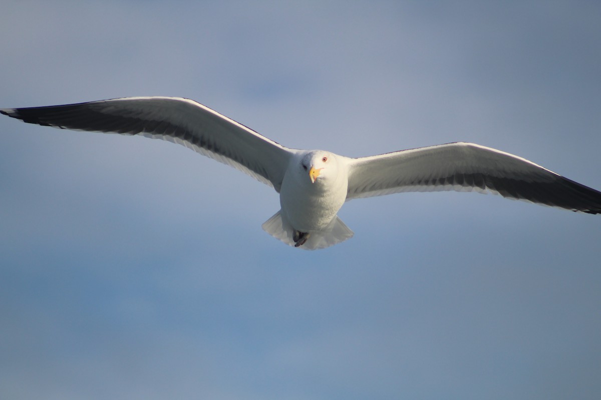 Морская чайка - ML646514722