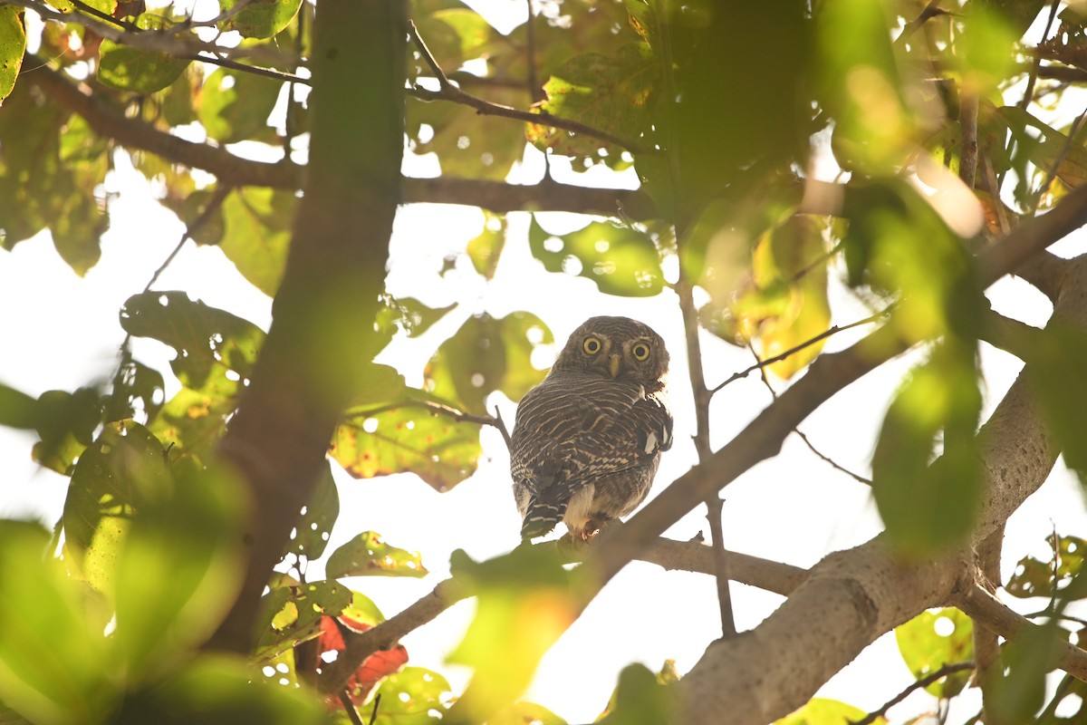 Jungle Owlet - ML646514723