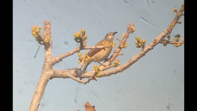 Brown Babbler - ML646514724