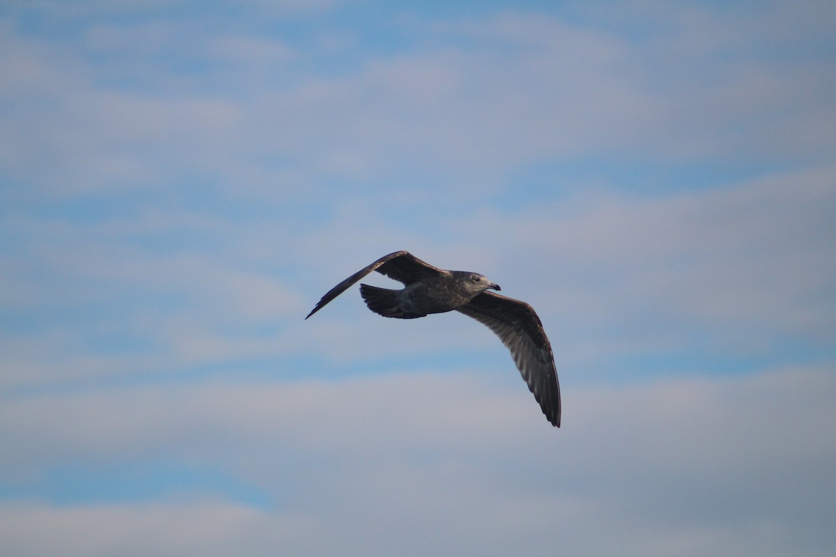 Американская чайка - ML646514727