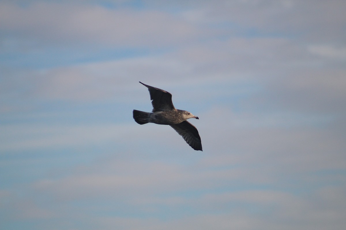 Американская чайка - ML646514728