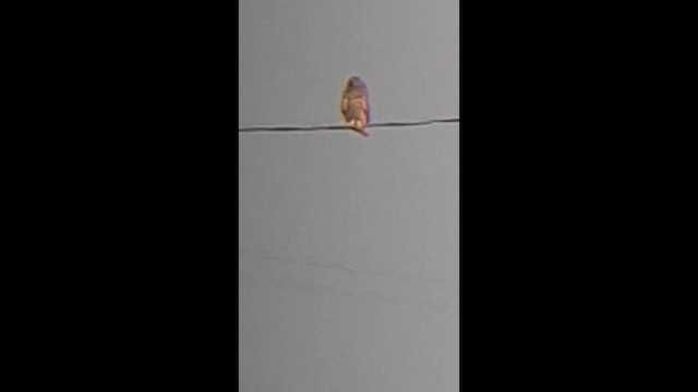 Short-eared Owl - ML646514732