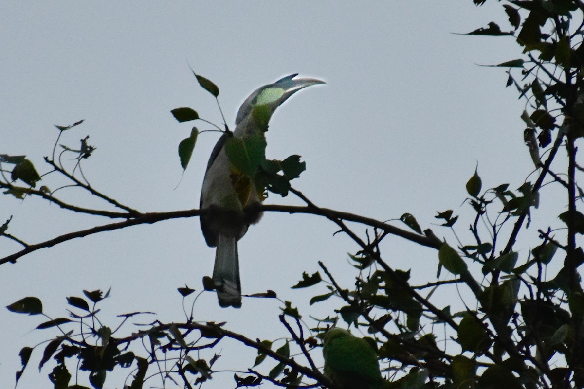 zoborožec klínoocasý - ML646514736