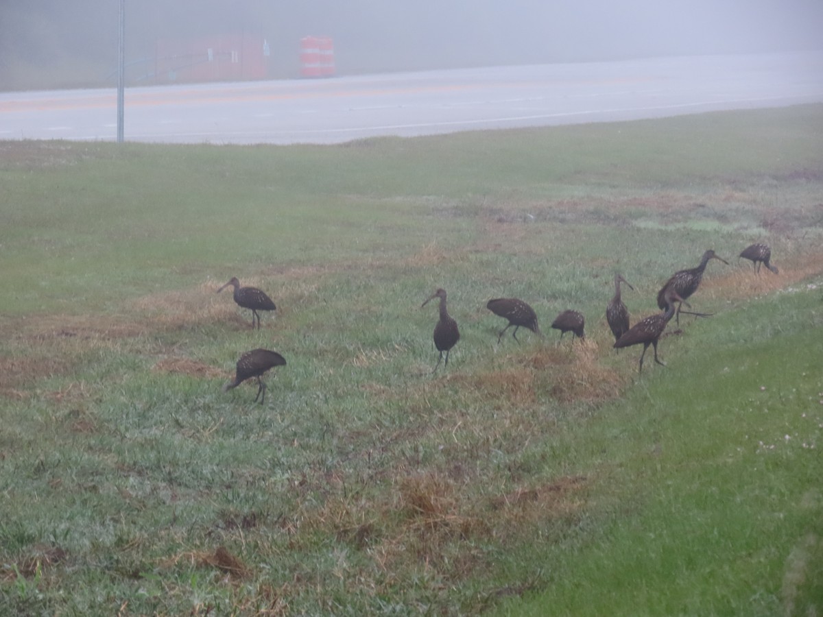 Limpkin (Speckled) - ML646514740