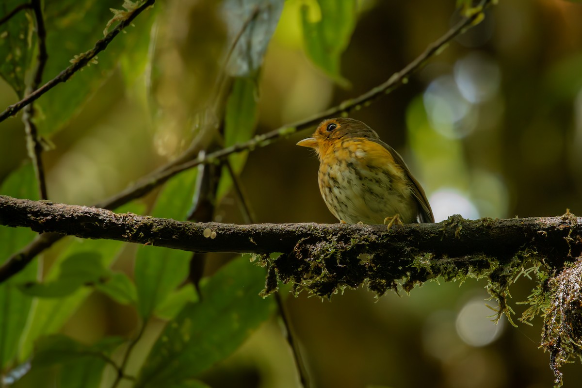Понгіто мінливобарвний - ML646514742