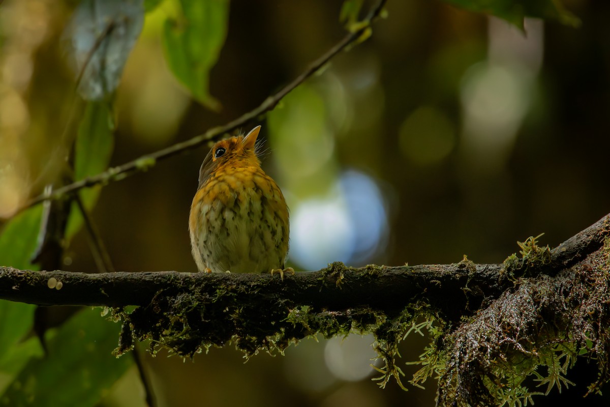 Понгіто мінливобарвний - ML646514743