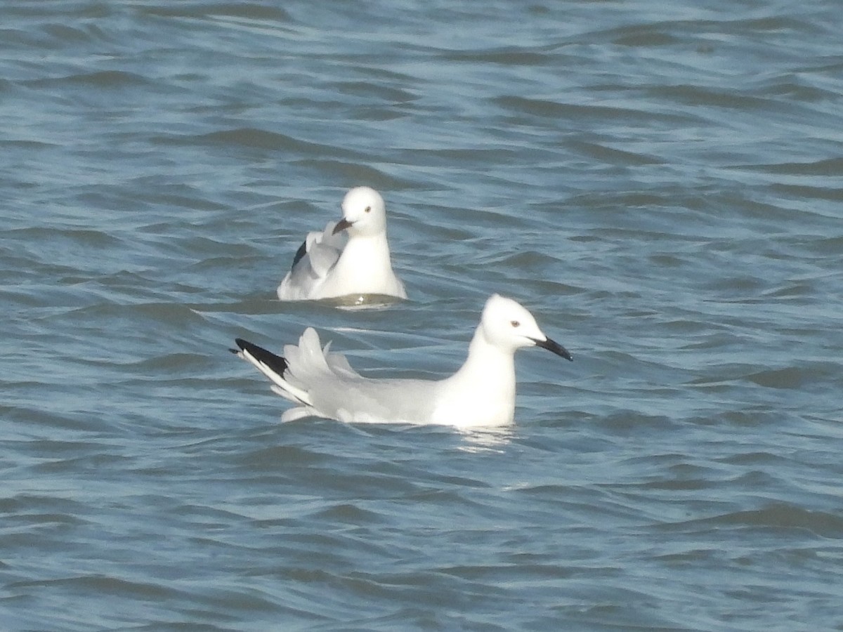 Морской голубок - ML646514745