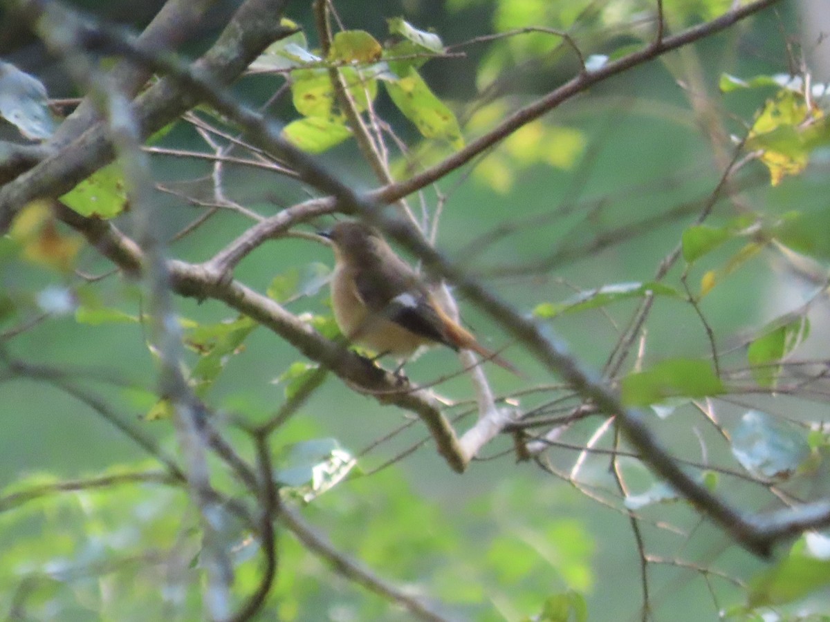 Colirrojo Dáurico - ML646514746