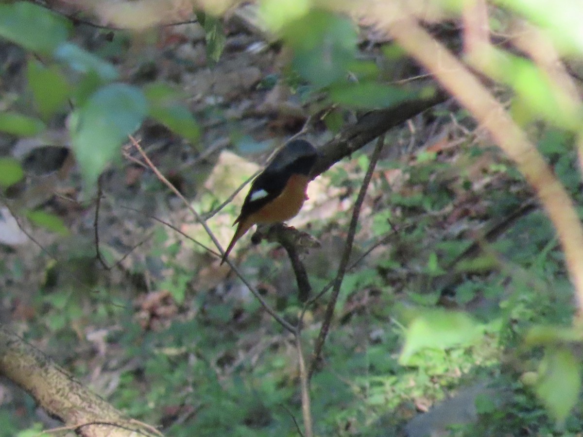 Colirrojo Dáurico - ML646514747